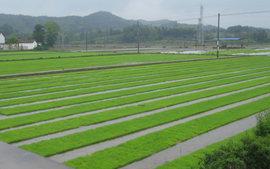 2023年枝江市问安镇高标准农田项目(三标段)