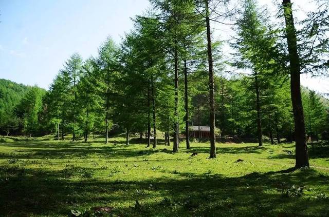 1692847277583381.jpg 林场.jpg